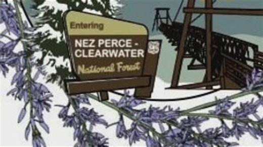 Nez Perce-Clearwater National Forests to provide US Capitol tree