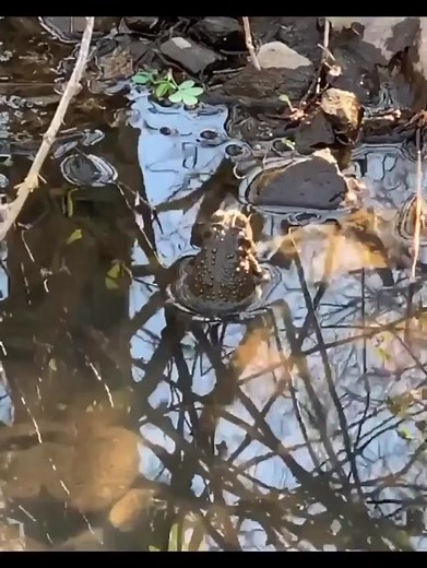 Cute Frog Vibrations in the Pond