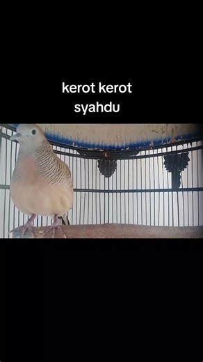 Panduan Perkutut Gacor: Tips dan Suara Terbaik