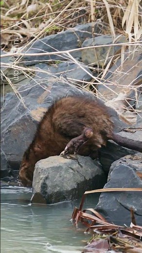 Exploring - Muskrat (Ondatra zibethicus) :: Animal Behaviour