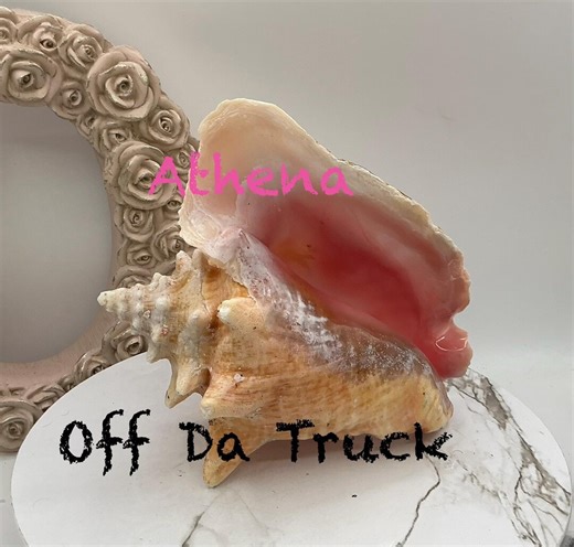 8" Natural Bahamian Queen Conch Shell I Pink Conch Shell SLIT BACK I Unedged Straight Out of the Ocean I Cleaned Unprocessed Conch Shell - Etsy Canada