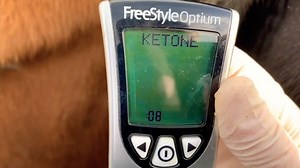 What is Ketosis? Clinical symptoms of ketosis in cows include loss of appetite, preference for forage to concentrated feed, and acetone odor in their mouth and urine. Those symptoms are accompanied by a production drop, an increase of concurrent illness (mastitis, metritis, and displaced abomasum), and poor reproductive performance | Farm 4 Life