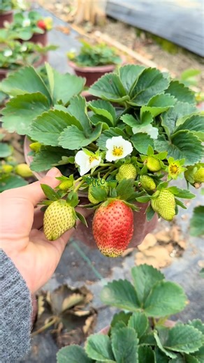 Why buy fruit outside when you can grow strawberries right at home | Terra Nursery