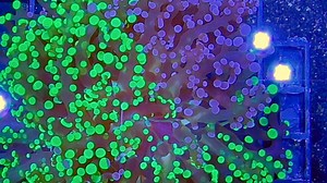 Love the flowiness of euphyllias! 🌊 One of our favorites is the frogspawn coral — so mesmerizing. 🐸✨ What’s your favorite? Tell us below! 👇 #euphyllia #frogspawncoral #reefcommunity #reeflife #corallovers #reefaddict #saltwateraquarium #reeftank #coralreef #aquariumhobby #coraladdict #reefaquarium | Aqua SD