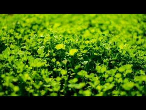 スピッツ / 悪役