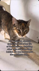 Bobbie Krueger has spent 2,200 nights wondering what she did wrong. For 2,200 sunrises, she has woken up in the same shelter. For 2,200 sunsets, she has settled down to sleep without a home to call her own. Nine years old, Bobbie has been waiting for six long years since 2019. That's over half of her life spent watching other cats find their families, their forever laps, their someone to love. How she got here is a ghost of a story, a mystery lost to time. Perhaps she was left at the doorstep, a