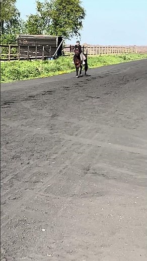 Cheval à vendre - Trotteur français - equirodi.com