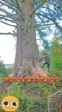 Esto es lo que hace un verdadero arbolista #shorts #professional #skills 🔥 🔥