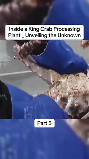 Inside a King Crab Processing Plant: Unveiling the Unknown