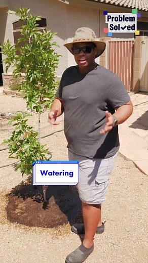 🌳 water trees properly #learnontiktok #plants #summer #gardening