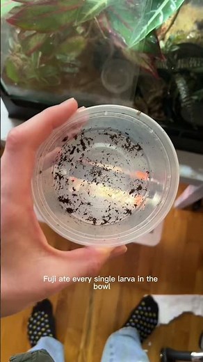 Gargoyle gecko feeding experiment