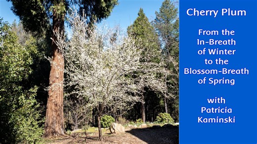 Cherry Plum Flower Essence