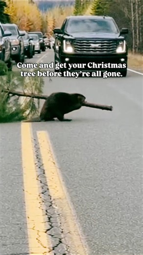 Christmas trees still available while quantities last! 🎄🦫 | Flavors Ice Cream & Off The Hook Takeout