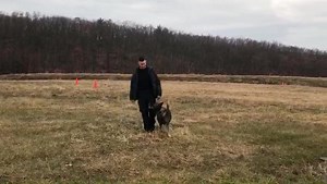 Meet the Manchester Police Department’s K9 Teams. These teams are regularly sent to high risk calls and trained to find lost persons, locate evidence, as well as apprehend suspects. The team that's been together the longest is Officer Chad Tennis and K9 Ace. Ace is a 7 y/o German Shepard who is trained in drug detection and is also assigned to the SWAT Team. Sadly, his service is coming to an end, but for the past 6 years he and Officer Tennis have proved to be an asset to the police department.
