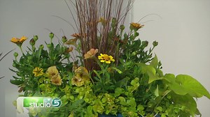 The Best Plants for a Porch Planter - Studio 5