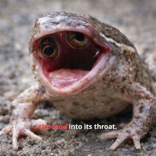 How Frogs Swallow Food Bigger Than Their Heads #wildlife #science #frog