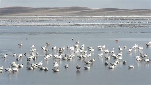 Zona umida di Ruoergai nel Sichuan: gli uccelli stanno per un viaggio di migrazione verso sud Recentemente, decine di migliaia di uccelli migratori si sono radunati nella Riserva naturale statale della zona umida di Ruoergai, nel Sichuan. Le gru dal collo nero camminano o volano nella zona umida. Con il graduale abbassamento della temperatura, questi uccelli inizieranno la loro migrazione verso sud. La zona umida di Ruoergai non è solo un’area di conservazione delle acque, ma anche un’area di ba