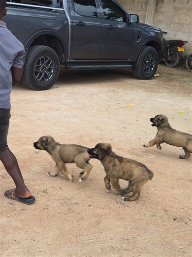 Caucasian Shepherd Puppies: A Guide for Owners