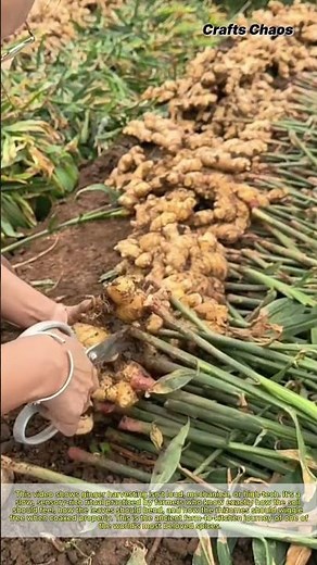 From Ground to Kitchen: Manual Ginger Harvesting Process