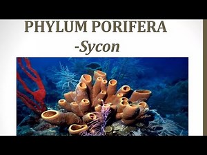 Full lecture on sycon : Classification, Distribution And commentary