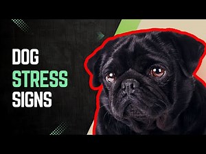 Understanding Dog Stress: Signs and Quick Solutions | Stress in Dogs