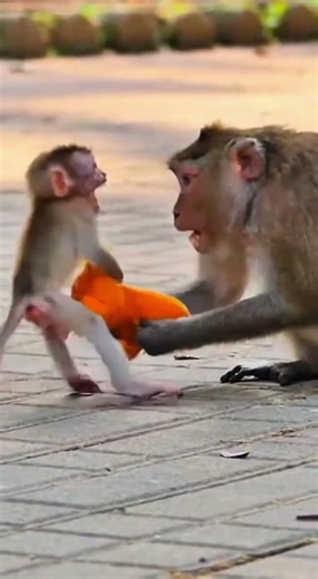 why everyone hate punch monkey Japan ? #punch #monkey