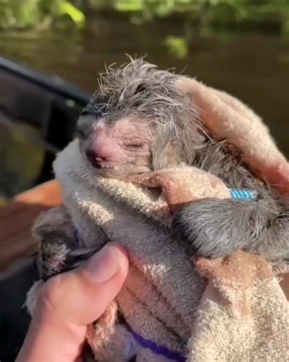 so sweet newborn baby sloth | I Love Sloth