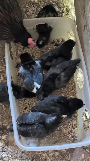 How Are All Of Mama's Chicks Doing?