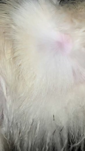 Part 2 of Gracie the great pyranese 💖 #greatpyrenees #noshavenovember #groomer #vetclinicgroomer #doggrooming #doggroomer #haircut #doghaircut #mattedhair #matteddog