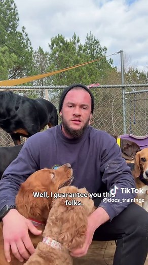 Effective Dog Training Tips for Rottweilers