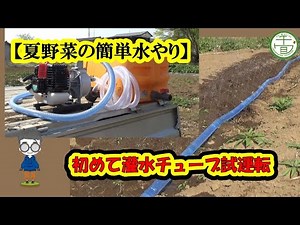 【夏野菜の簡単水やり】初めての灌水チューブ!! 試運転!!