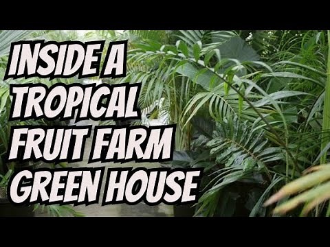 A Look Inside A Tropical Fruit Farm Greenhouse