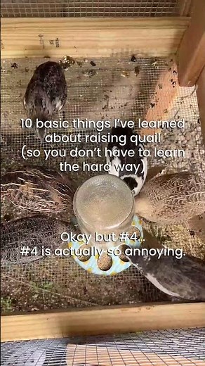 10 Basic Things About Quail