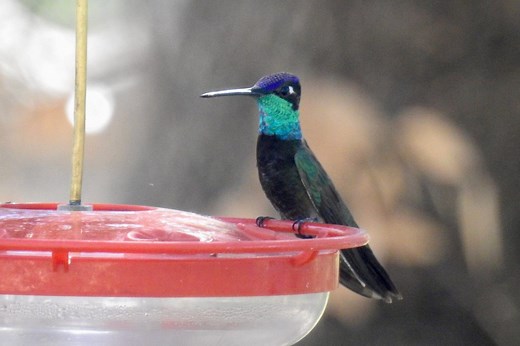 9 Species Of Hummingbirds In British Columbia – Picture And ID Guide