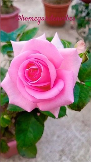 Pink rose secret: See my stunning terrace bloom! #rose #flowers