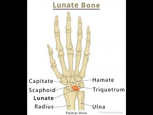 Anatomy of Lunate Carpal Bone ; Overview, Location, Shape, Articulations, Function, Clinical