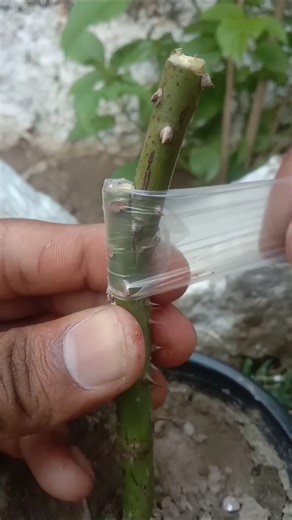 Easy SUCCESSFUL Rose Plant Grafting At Home?#grafting