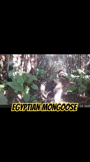 Egyptian mongoose