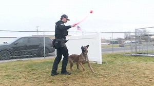 5.6K views · 275 reactions | Meet SPD’s 2 newest canines! Our K-9 team currently consists of 5 dogs, soon to be joined by a 6th. K-9’s are an invaluable tool for locating, apprehending, and de-escalating suspects. The dogs can also access areas not safe or accessible to humans. Here’s Nuke and Loki. | City of Spokane Police Department | Facebook