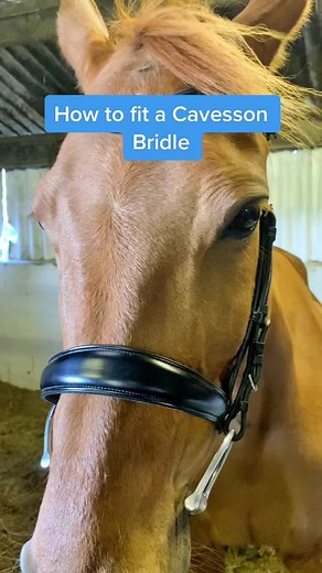 Properly Fitting a Bridle on a Horse: A Guide for Equestrians