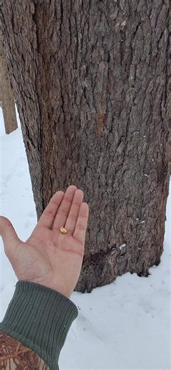 Nuthatch Behavior: Observing Two Nuthatches at My Peanut