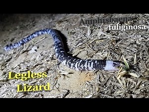 Legless Lizard or Black and White Worm Lizard ( Amphisbaena fuliginosa )