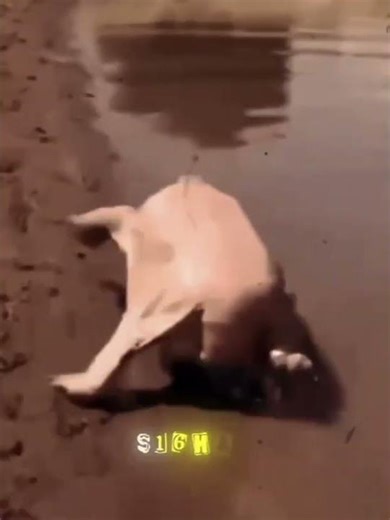 First time seeing a turtle run after shedding its shell.#abstract #absurdoperation #funny 😮😮 #funny