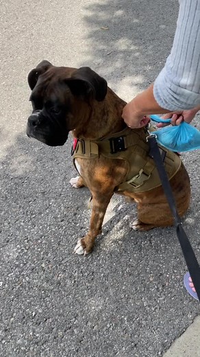 Sir Winston the Light Brindle Boxer - Funny Moments Compilation