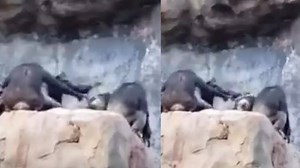 Viral video | Chimpanzee baby throws stones at zoo visitors, gets beaten up by mother