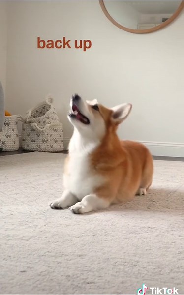 Fun Dog Tricks Compilation