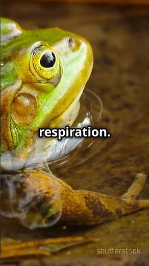 How Frogs Breathe Through Their Skin! 🐸
