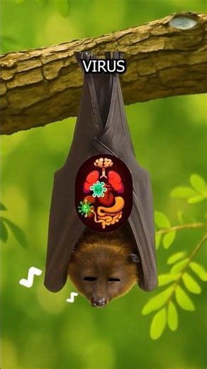 How Can a Bat Create the Nipah Virus?🔥🦇#shorts