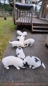 LGD (livestock guardian dog) puppies, like all of us, need love as much as food. They are 5 weeks old now. Five of them will need to go to new farms in 5 weeks. All proceeds after expenses will be donated to KIDD Forever. #LGD #puppies #farm | KIDD Forever