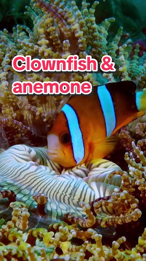 Each species of anemone fish has its own anemone. #fish #clownfish #anemone #naturedocumentary #ocean